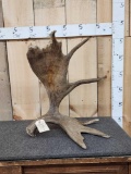 Self Standing Moose Shed Antler 9.8 Lbs