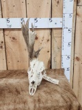 Freak Half Shed Whitetail Skull