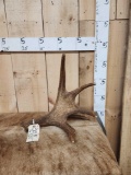 4 Lbs Self Standing Moose Shed Antler