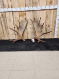 22 Lbs Set Of Alaskan Moose Shed Antlers