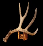Wild 78? Heavy Wyoming Mule Deer Shed Antler