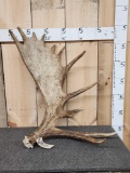 14.4 Lbs Moose Shed Antler