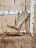 8.4 Lbs Moose Shed Antler