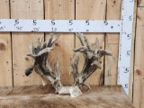 Heavy Mass High 200 Class Whitetail Antlers On Skull Plate