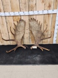 33 Lbs Set Of Alaskan Moose Shed Antlers