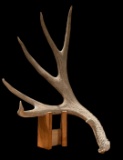 Giant 91? Wild Wyoming Mule Deer Shed Antler