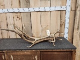 3 Elk Shed Antlers 18.6 Lbs