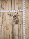 4x4 Whitetail Shoulder Mount Taxidermy