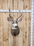 5x5 Mule Deer Shoulder Mount Taxidermy