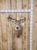 4x5 Whitetail Shoulder Mount Taxidermy
