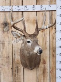 4x4 Whitetail Shoulder Mount Taxidermy