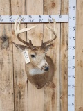 Mini Monster Whitetail Shoulder Mount Taxidermy