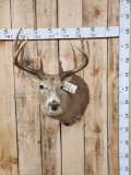 5x5 Whitetail Shoulder Mount Taxidermy