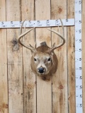 4x4 Whitetail Shoulder Mount Taxidermy