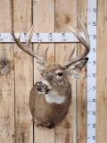 Main Frame 5x5 Whitetail Shoulder Mount Taxidermy