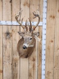 Main Frame 4x5 Whitetail Shoulder Mount Taxidermy