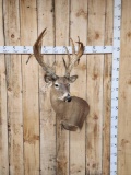 Gnarly Nontypical Whitetail Shoulder Mount Taxidermy
