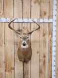 Big 4x4 Whitetail Shoulder Mount Taxidermy