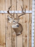 5x5 Whitetail Shoulder Mount Taxidermy