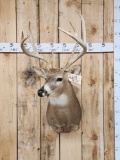 4x4 Whitetail Shoulder Mount Taxidermy
