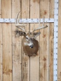 5x5 Whitetail Shoulder Mount Taxidermy