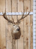 Freak Double Main Beam Whitetail Shoulder Mount Taxidermy