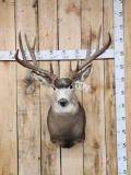 6x5 Mule Deer Shoulder Mount Taxidermy
