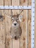 Gnarly Nontypical Mini Monster Whitetail Shoulder Mount Taxidermy