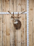 Main Frame 5x5 Whitetail Shoulder Mount Taxidermy