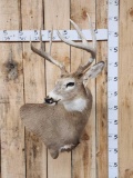 4x4 Whitetail Shoulder Mount Taxidermy