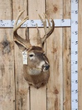 4x4 Whitetail Shoulder Mount Taxidermy
