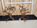 Awesome Set Of 43.4 Lbs Alaskan Moose Antlers