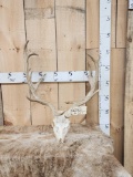 Fallow Deer Antlers On Skull