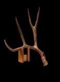 84? Wild New Mexico Mule Deer Shed Antler