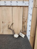 Set Of Blacktail Deer Antlers On Skull Plate
