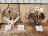 SUPER RARE Heavy Mass Set Of Shared Pedicle Whitetail Shed Antlers