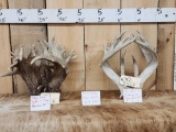 SUPER RARE Shared Pedicle Whitetail Shed Antlers