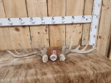 Gnarly 6x6 Whitetail Shed Antlers