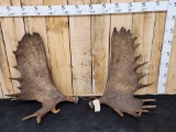 Set Of 37.2 Lbs Alaskan Moose Shed Antlers