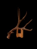 89 3/8? Wild New Mexico Mule Deer Shed Antler
