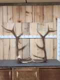 Pair Of 6x6 Elk Shed Antlers 24.6 lbs