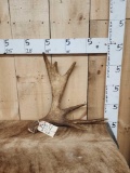 4 Lbs Moose Shed Antler