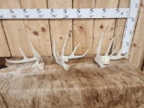 3 Wild Iowa Whitetail Shed Antlers