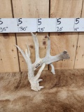 Gnarly Main Frame 5 Point Whitetail Shed Antler