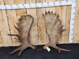 Set Of 33lbs Alaskan Moose Shed Antlers