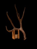 85 3/8? Wild New Mexico Mule Deer Shed Antler