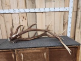 Pair Of Cut Off Elk Antlers 25.6 Lbs