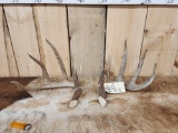 2 Wild Kansas Whitetail Shed Antlers