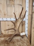10 Lbs Self Standing Moose Shed Antler