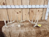 Group Of 3 Wild Whitetail Shed Antlers